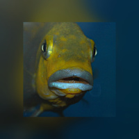 Pseudotropheus Williamsi Blue Lips Makonde WFNZ