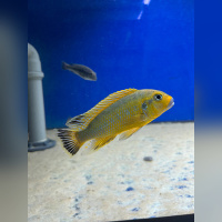 Pseudotropheus Williamsi Blue Lips Makonde WFNZ