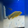 Pseudotropheus Williamsi Blue Lips Makonde WFNZ