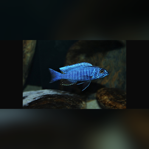 Sciaenochromis Fryeri Nkanda WFNZ