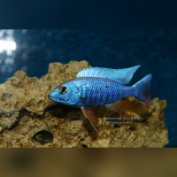 Sciaenochromis Fryeri Iceberg DNZ