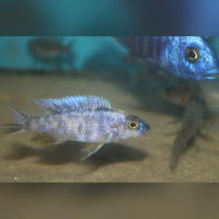 Sciaenochromis Fryeri OB DNZ