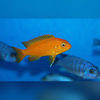 Tropheops Chilumba Orange DNZ