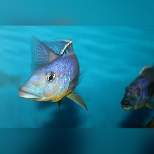 Tyrannochromis Macrostoma WFNZ