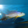 Tyrannochromis Macrostoma WFNZ