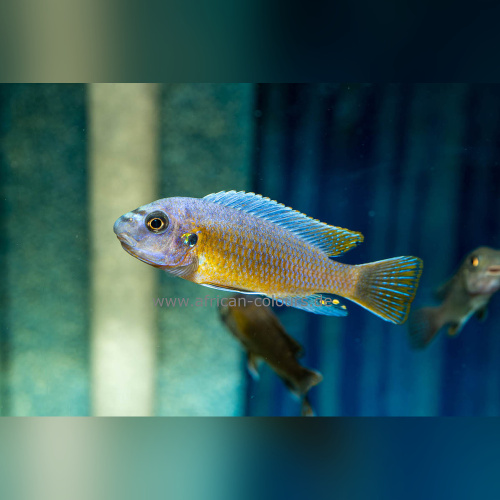 Labeotropheus Fuelleborni Katale BB/BB DNZ