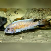 Labeotropheus Fuelleborni Katale BB/BB DNZ