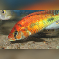 Haplochromis sp. Rainbow lake Nawampasa