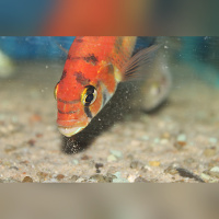 Haplochromis sp. Rainbow lake Nawampasa