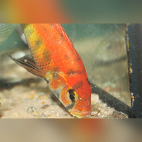 Haplochromis sp. Rainbow lake Nawampasa