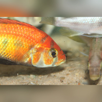 Haplochromis sp. Rainbow lake Nawampasa