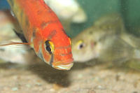 Haplochromis sp. Rainbow lake Nawampasa
