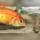 Haplochromis sp. Rainbow lake Nawampasa