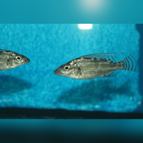 Nimbochromis Linni WFNZ
