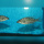 Nimbochromis Linni WFNZ