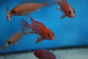 aulonocara-firefish-coral-red