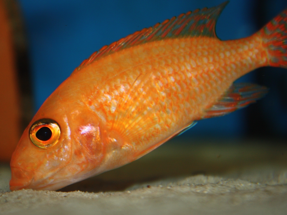 Aulonocara firefish Coral Red African Colours