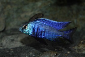 copadichromis-azureus