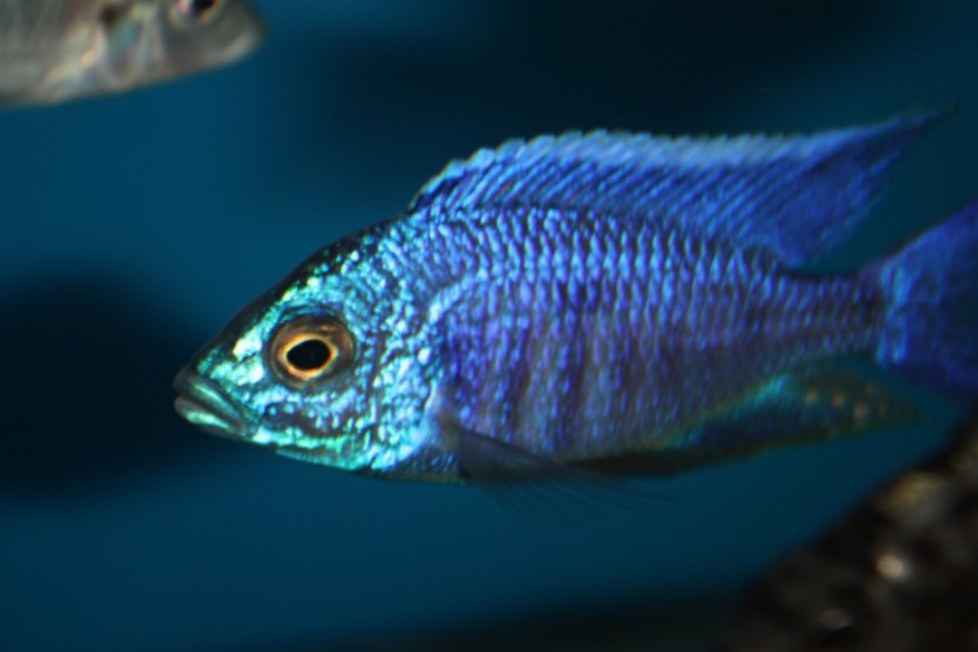 Copadichromis azureus African Colours
