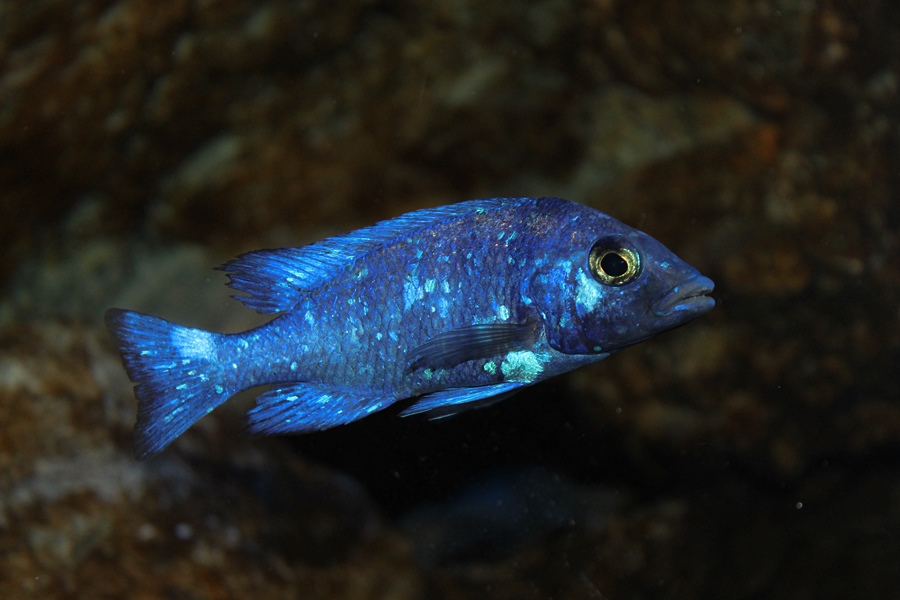 Placidochromis phenochilus tanzania • African Colours African Colours