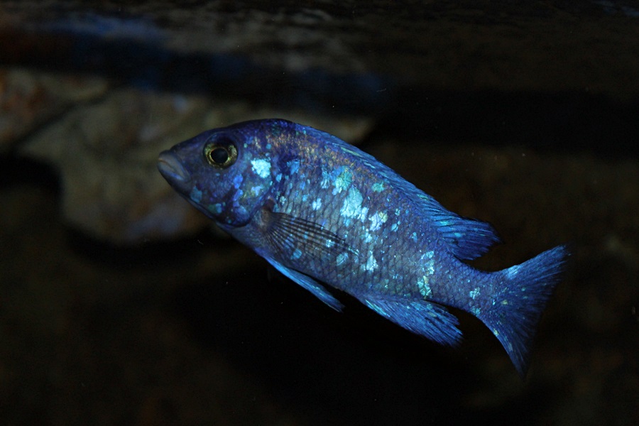 Placidochromis phenochilus tanzania • African Colours African Colours