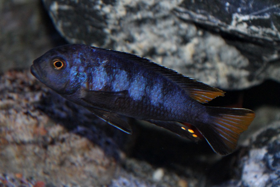 Pseudotropheus elongatus Chewere (9) • African Colours African Colours