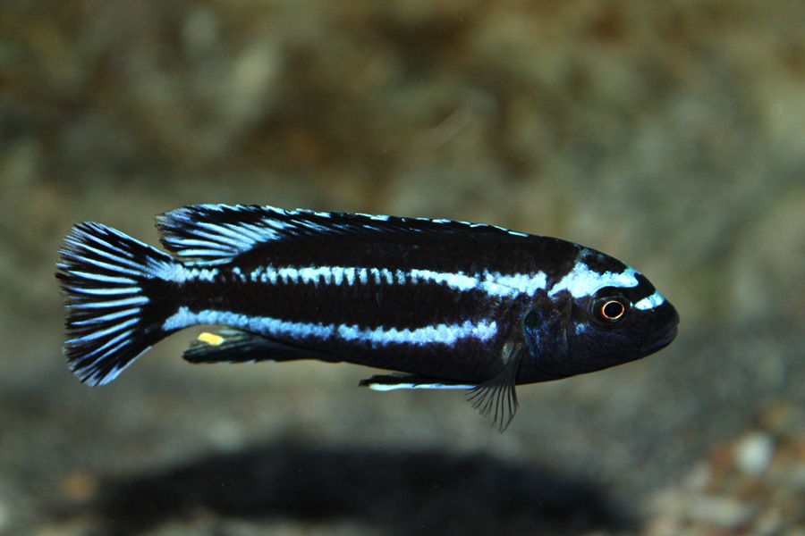 Pseudotropheus johannii (1) • African Colours African Colours