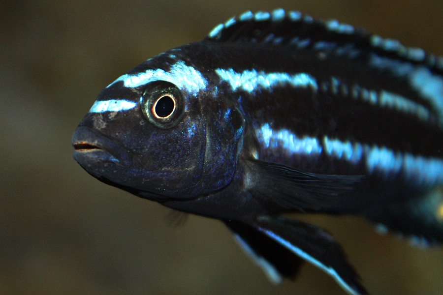 Pseudotropheus johannii (2) • African Colours African Colours