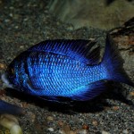 Placidochromis phenochilus mdoka