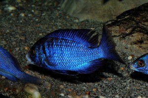 Placidochromis phenochilus mdoka