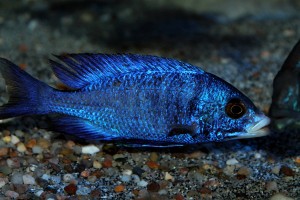 Placidochromis phenochilus mdoka