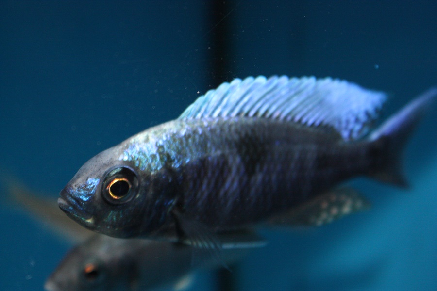 Copadichromis chrysonotus African Colours