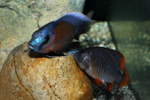 copadichromis borleyi kadango red fin