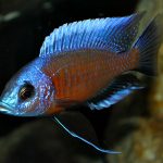 copadichromis borleyi kadango red fin