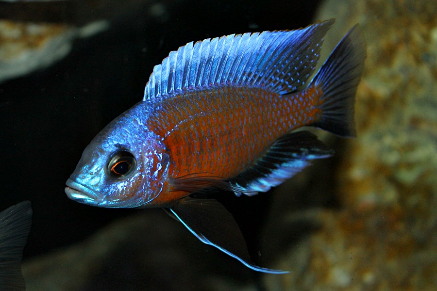 Copadichromis borleyi Kadango red fin Malawisee Cichliden African Colours