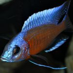 copadichromis borleyi kadango red fin