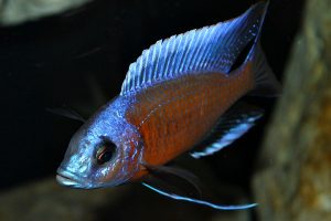 copadichromis borleyi kadango red fin