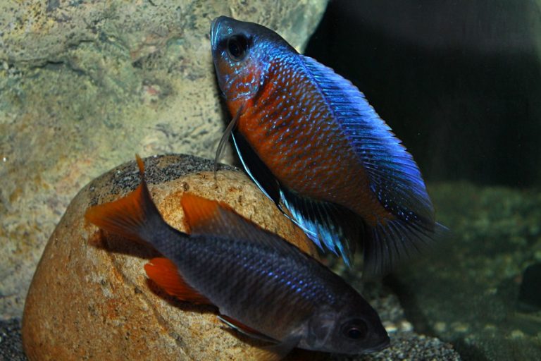 Copadichromis borleyi Kadango red fin Malawisee Cichliden African Colours